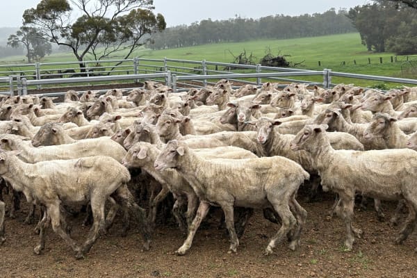 Top Draft Merino Ewe Lambs, Seymour Park Blood, Darkan WA - Agora Livestock listing Y4LUZR