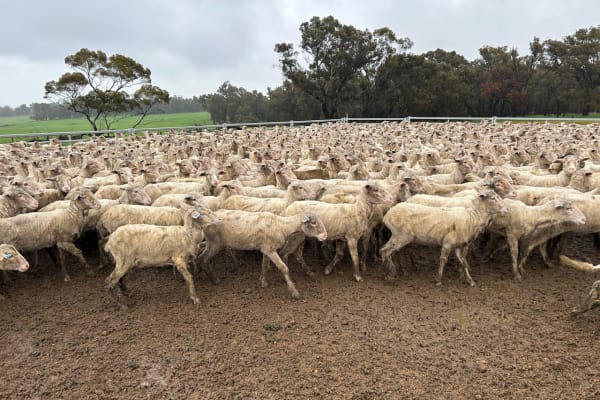 Purebred Merino Ewe Lambs, Seymour Park Bloodlines, Darkan WA - Agora Livestock listing PZPIWR