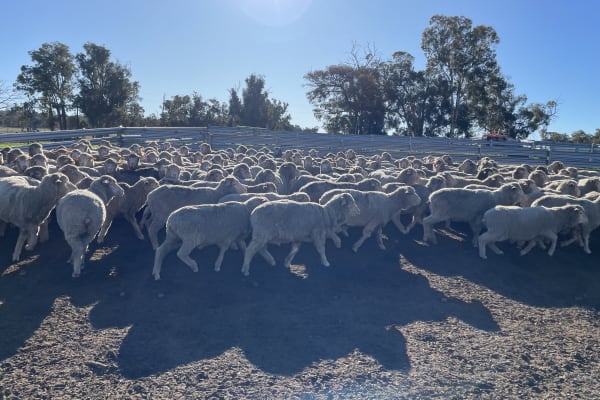 170 Purebred Merino Ewes, Orange Tag, Avg 58kg, Cranbrook WA - Agora Livestock listing OKVIN7