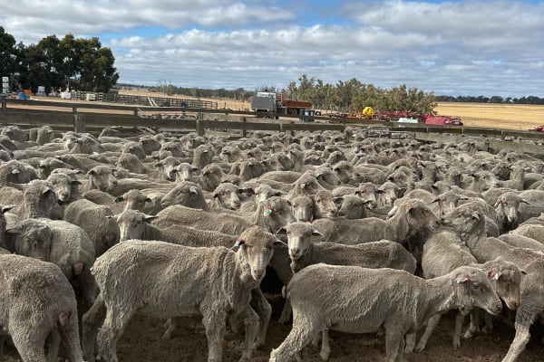 542 Red Tag Merino Ewe Hoggets, OJD Vaccinated, located WA - Agora Livestock listing Y4LUK4