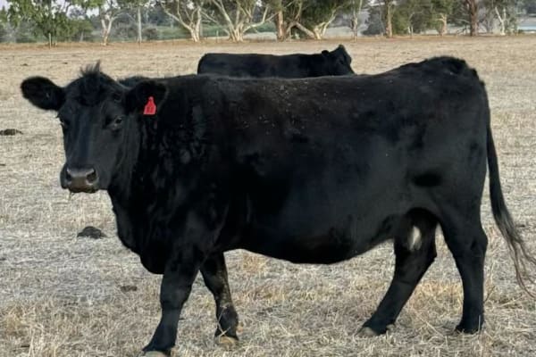 PTIC Purebred Angus Cows, 5th
cto 7th Calvers, In Calf, located WA - Agora Livestock listing VDPI2M