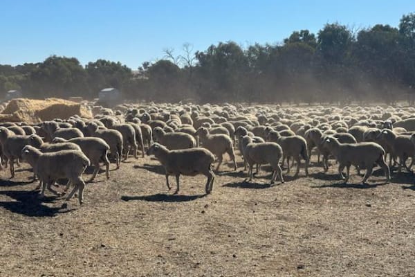 Vendor Bred Purebred Dohne Ewe Lambs, PTE, Blue Tags, located WA - Agora Livestock listing 5LEI6L
