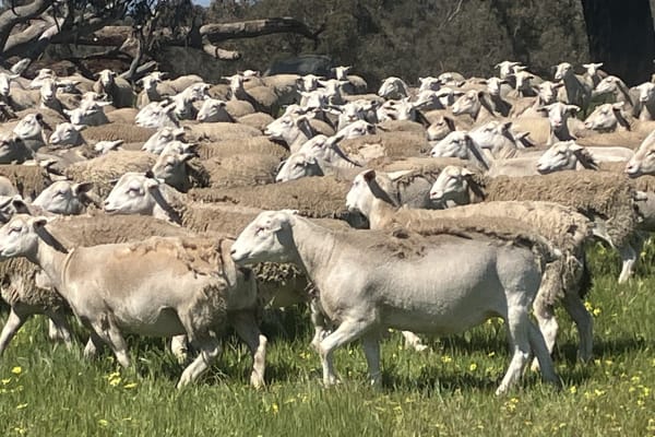 Highly Fertile Kojak / Ultra White Ewes, Ready to Join, Kojonup WA - Agora Livestock listing 2YXI3O