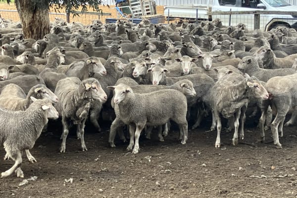 Sappy XBL Feeder Lambs with Shape, Curfewed & Weighed, Kojonup WA - Agora Livestock listing QVPIRK