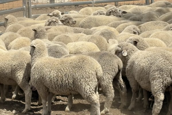 XB Lambs, ave 33.5kg, drenched & jetted, Kojonup WA - Agora Livestock listing 1N0ILQ