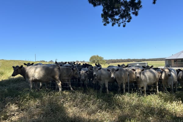 Monterey Bloodline Cow & Calf Units, Quiet & LPA, Albany WA - Agora Livestock listing 2YXILO
