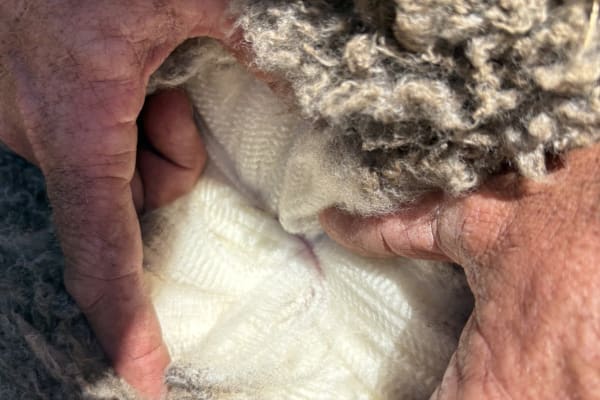 425 Purebred Merino Wether Lambs, Store, Vendor Bred, Kojonup WA - Agora Livestock listing 2YXIQYK