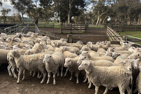 65 Purebred Kojak Shedding Ewe Lambs, Vendor Bred, Kojonup WA - Agora Livestock listing ER6IN3