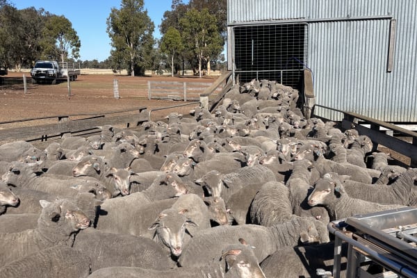 275 Vendor Bred Purebred Merino Wether Lambs, Kojonup WA - Agora Livestock listing PZPILM