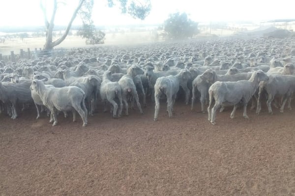 Purebred Merino Ewes PTIL to White Suffolk, Bowelling WA - Agora Livestock listing ER6IG7