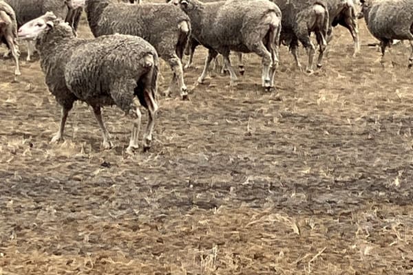 Blue Tag MPM Merino Ewes, 17-18 Micron, High Fertility, Jingalup WA - Agora Livestock listing 1N0IOD2