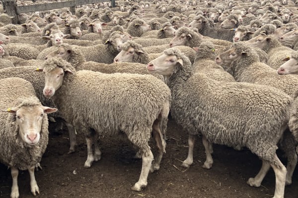 Highly Fertile Purebred MPM Merino Ewes, Soft White Wool, Jingalup WA - Agora Livestock listing PZPI0VE