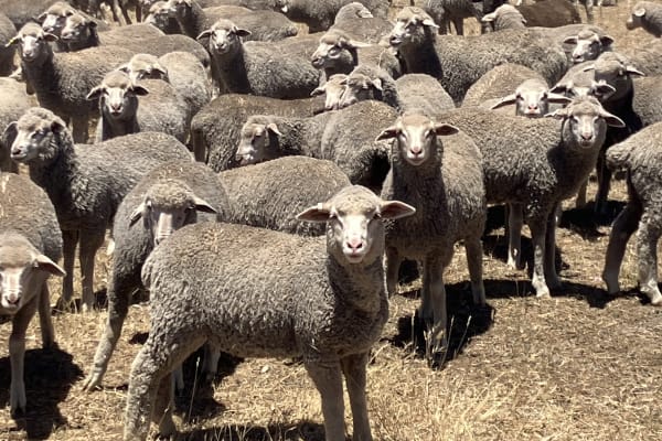 800 MPM Merino Ewe Lambs, White Tag, High Fertility, Jingalup WA - Agora Livestock listing 3QOIO2M