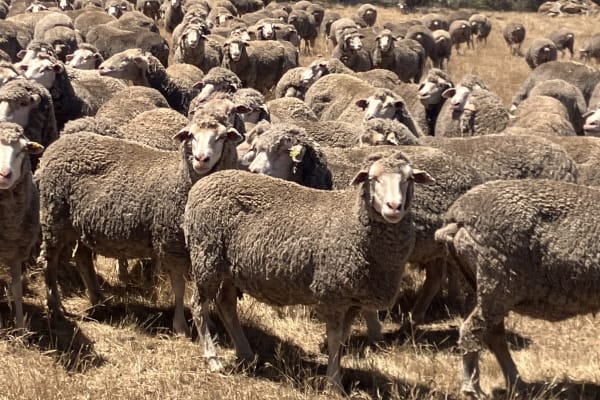 Fertile Purple Tag Merino Ewes, 17-18 Micron, Jingalup WA - Agora Livestock listing GDMILML