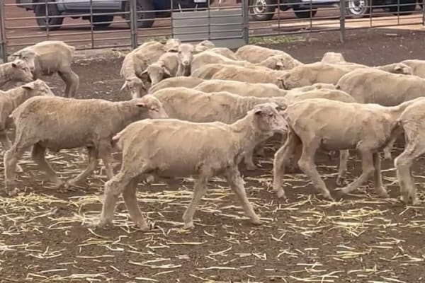 705 Purebred Merino Store Wether Lambs, White Wool, Gnowangerup WA - Agora Livestock listing Z0GBW5R