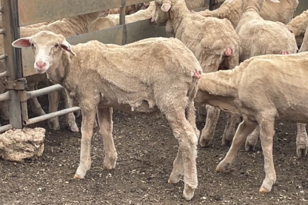 842 Merino Store Wether Lambs, White Wool Producers, Gnowangerup WA - Agora Livestock listing LKPIZP2