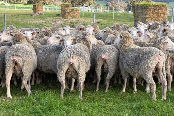 962  Mixed age Oct shorn MPM Merino Performance bred Ewes SIL, Borderdale WA - Agora Livestock listing 01KA0RV