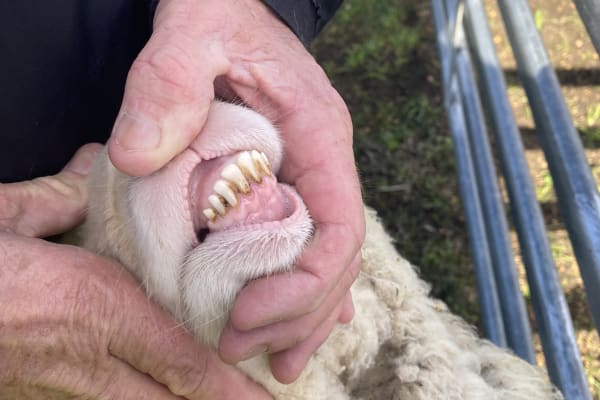 Purebred Merino Wether Lambs, ave 41kg on Pellets, Chadwick WA - Agora Livestock listing NDPI5G