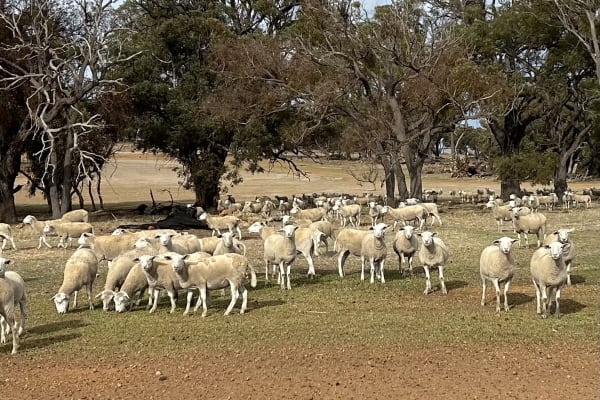 Vendor Bred Ultrawhite/Kojak Ewe Hoggets, Blue Tag, Lumeah WA - Agora Livestock listing Y4LU44