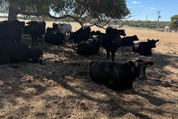 40 PTIC Purebred Angus Cows — Herd Dispersal, Quiet 4th Calvers, Bibra Lake WA - Agora Livestock listing NDPI2Q1
