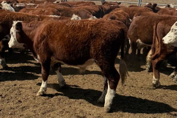 161 Hereford Cross Yearling Steers, Weighed & Fit to Load, Bibra Lake WA - Agora Livestock listing 1N0IO53