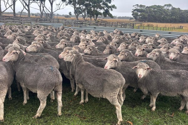 434 Merino Ewes SIL to Sheep Master Rams, Due May, Albany region WA - Agora Livestock listing MKPILXR