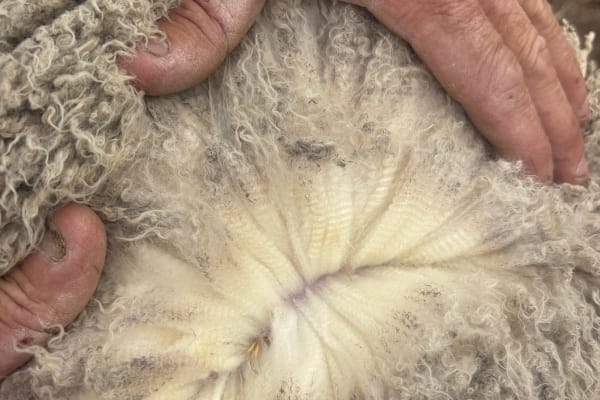 Genuine Dispersal Large-Frame Merino Ewe Lambs, Albany region WA - Agora Livestock listing GDMILNV