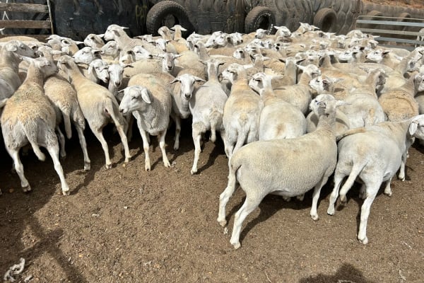 256 Sheepmaster x Aussie White Ewe Lambs, 43kg, Kojonup WA - Agora Livestock listing DVOID0D