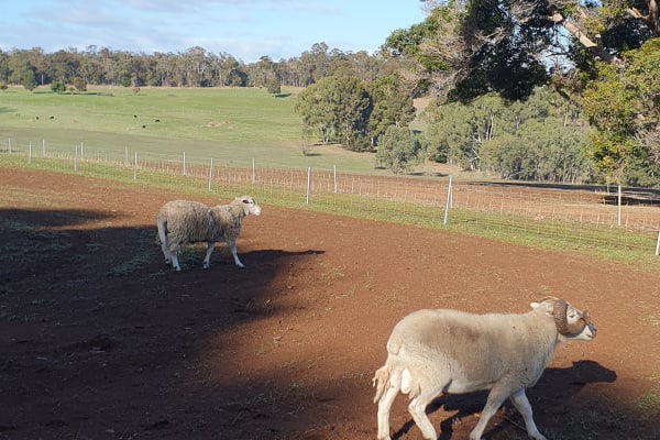 Wiltshire/Dorper Mixed Lot — 29 Ewes, Lambs & Rams, Hester Brook WA - Agora Livestock listing GDMIL0