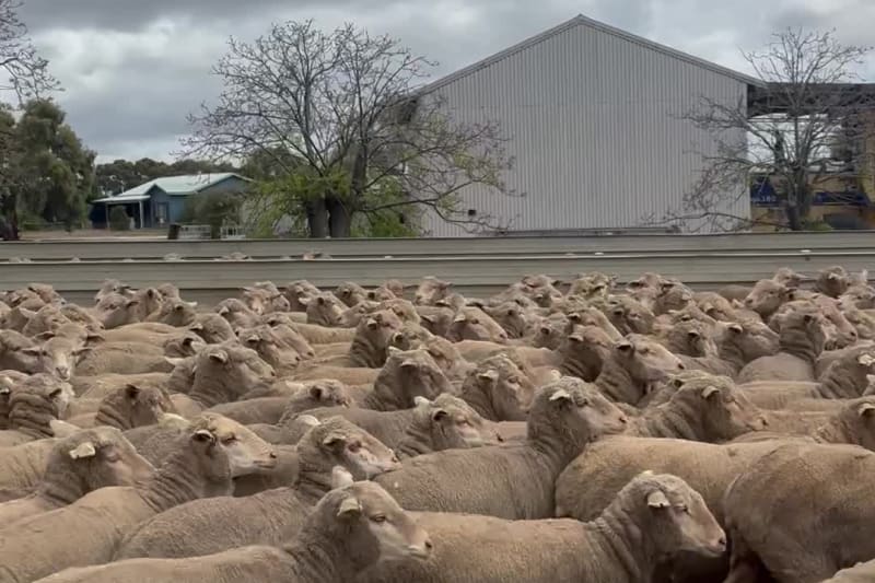 630 Purebred Merino Breeding Ewes, Vendor Bred, Katanning WA - Agora Livestock listing 2YXI0QX