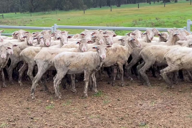Top Draft Merino Ewe Lambs, Seymour Park Blood, Darkan WA - Agora Livestock listing Y4LUZR
