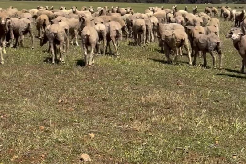 150 NSM/Unjoined Purebred Merino Ewe Hoggets, White Tag, Kojonup WA - Agora Livestock listing X5ZS7MV