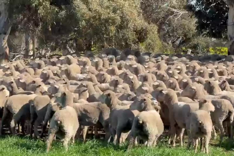 300 NSM/Unjoined MPM Merino / Merino Tech / Moojepin Performance bred Ewes, Vendors Property WA - Agora Livestock listing 01KA0QW