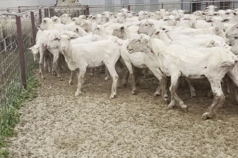 240 Just-Shorn Purebred Merino Hogget Ewes, Narembeen WA - Agora Livestock listing 01KA03