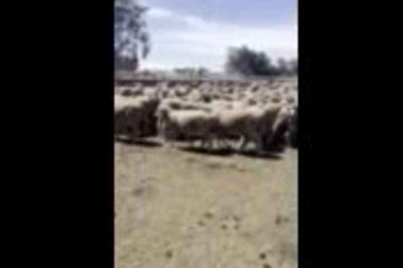 295 Blue tag (23 drop ) Large frame  Merino Ewes, Yilliminning WA - Agora Livestock listing Y4LUEXM