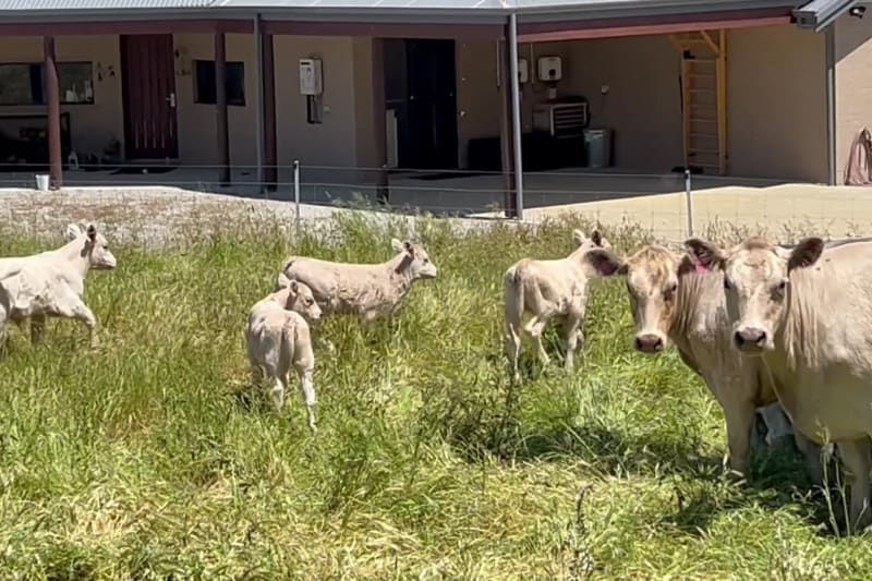 Monterey Bloodline Cow & Calf Units, Quiet & LPA, Albany WA - Agora Livestock listing 2YXILO