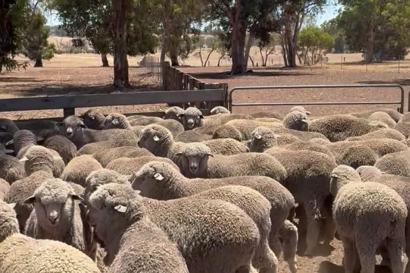 425 Purebred Merino Wether Lambs, Store, Vendor Bred, Kojonup WA - Agora Livestock listing 2YXIQYK