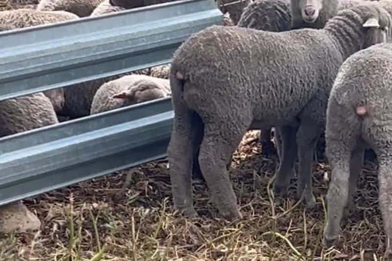 920 Purebred Merino Wether Lambs, 32kg+ Store, Beaufort River WA - Agora Livestock listing NDPI2MO