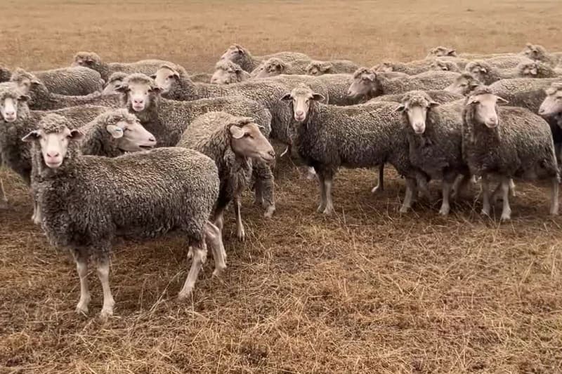 Blue Tag MPM Merino Ewes, 17-18 Micron, High Fertility, Jingalup WA - Agora Livestock listing 1N0IOD2