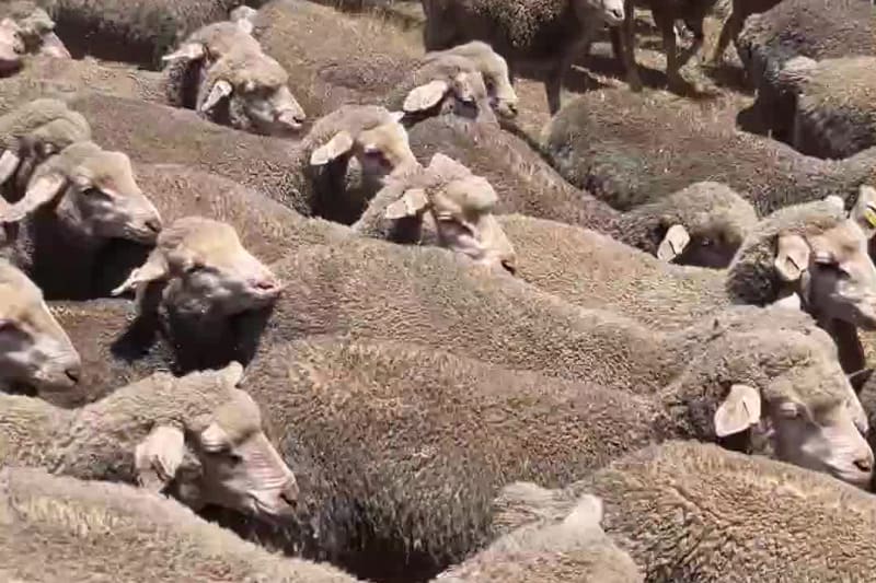 800 MPM Merino Ewe Lambs, White Tag, High Fertility, Jingalup WA - Agora Livestock listing 3QOIO2M