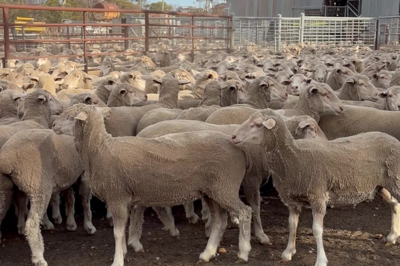1000 Purebred Merino MPM Breeding Ewes, 61kg Average, Varley WA - Agora Livestock listing GDMILRZ