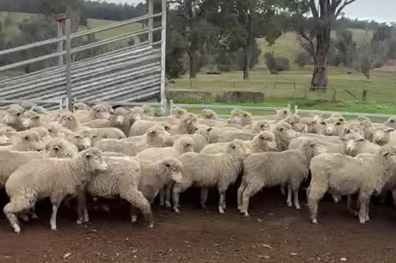 250 XB Ewe Lambs , June drop 38.5kg, Bibra Lake WA - Agora Livestock listing DVOIDWL