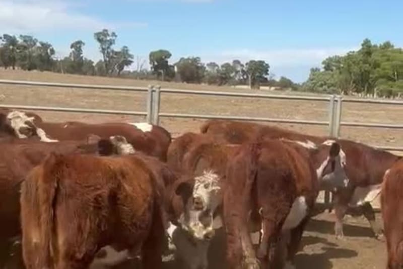 50 Vendor-Bred Hereford X Yearling Steers, Weighed, Bibra Lake WA - Agora Livestock listing 5LEIXW6