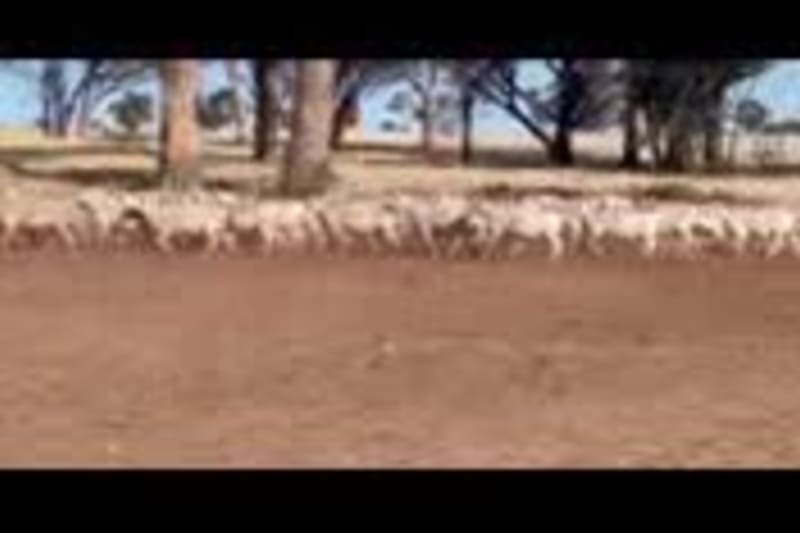 Purebred Ultra White Ewes PTIL, Scanned in Lamb, Nippering WA - Agora Livestock listing PZPIQV4