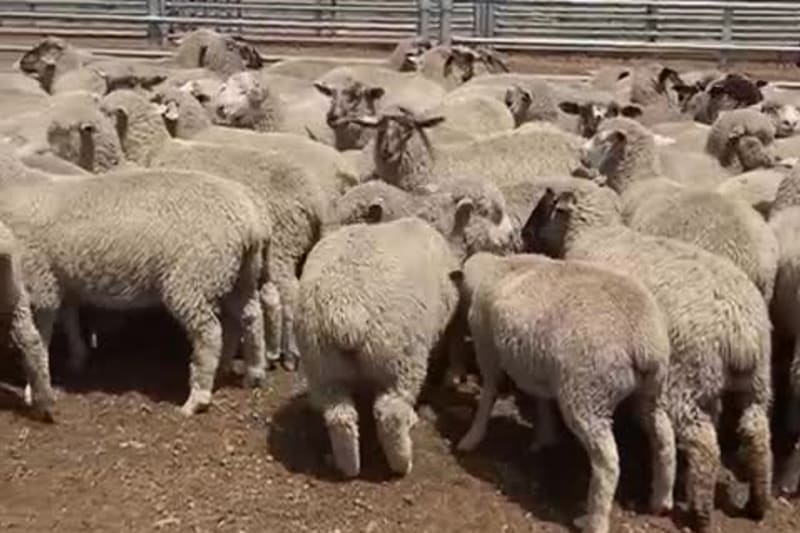 788 Crossbred Lambs, ~38kg, Suffolk/Poll Dorset x Merino, Eneabba WA - Agora Livestock listing 01KAVK
