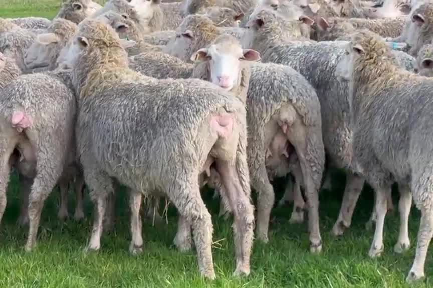 962  Mixed age Oct shorn MPM Merino Performance bred Ewes SIL, Borderdale WA - Agora Livestock listing 01KA0RV
