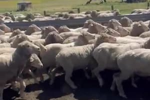 Complete Collinsville Merino Ewe Dispersal — 1216 Head, Tambellup WA - Agora Livestock listing GDMIVO