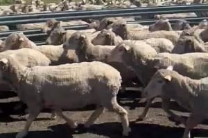 Complete Collinsville Merino Ewe Dispersal — 1216 Head, Tambellup WA - Agora Livestock listing GDMIVO