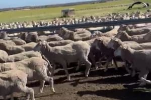 Complete Collinsville Merino Ewe Dispersal — 1216 Head, Tambellup WA - Agora Livestock listing GDMIVO