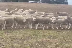 Purebred Ultrawhite Ewe Lambs from Quality Genetics, Manypeaks WA - Agora Livestock listing 4Z6IVZN